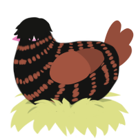 A black and russet chicken with a bar pattern