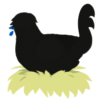 River, a black chicken with a lace pattern