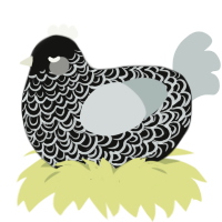 Mori, a black and silver chicken with a double-lace pattern