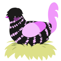 my chemical yuri, a sable and lavender chicken with a bar pattern