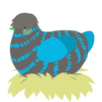 A grey and cerulean chicken with a bar pattern
