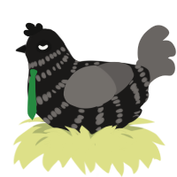 samble, a sable and grey chicken with a bar pattern