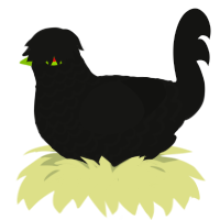 A black chicken with a lace pattern