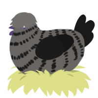 (unnamed), a grey and sable chicken with a bar pattern