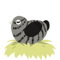 Chicken, a ash and sable chicken with a bar pattern