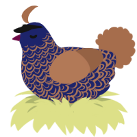 Gorgeous, a navy and brown chicken with a double-lace pattern