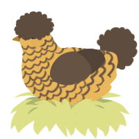 Nacho, a honey and bark chicken with a lace pattern