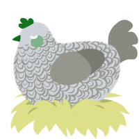 Pigeon, a mist and ash chicken with a double-lace pattern