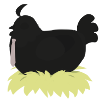 A black chicken with a head pattern