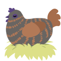 A grey and brown chicken with a bar pattern