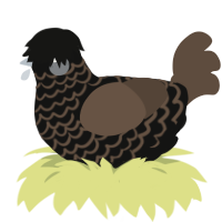 Dirt, a black and bark chicken with a lace pattern