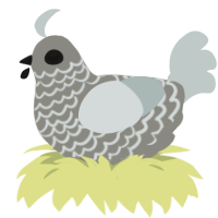 dust bunny, a ash and silver chicken with a lace pattern