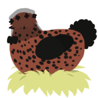 Bean, a russet and black chicken with a speckle pattern