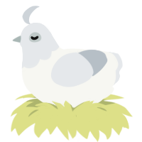 Ornithogalum, a white and mist chicken with a head pattern