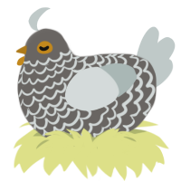 Blanche, a grey and silver chicken with a lace pattern