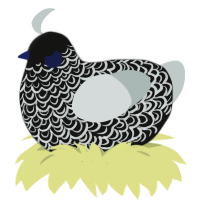 A black and silver chicken with a double-lace pattern