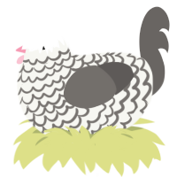 (unnamed), a white and grey chicken with a lace pattern