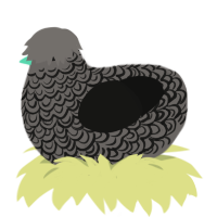 A grey and black chicken with a double-lace pattern