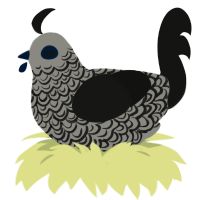 A ash and black chicken with a double-lace pattern