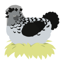 Unova, a mist and black chicken with a half-lace pattern