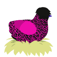 Nightclub, a black and fuchsia chicken with a double-lace pattern