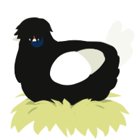 Polycephaly, a black and white chicken