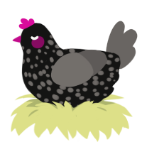 fuchaina, a black and grey chicken with a speckle pattern