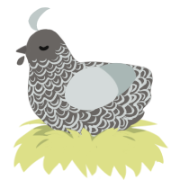 A grey and silver chicken with a double-lace pattern