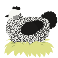 Marble, a white and sable chicken with a double-lace pattern