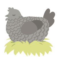 Cloud, a ash and grey chicken with a lace pattern