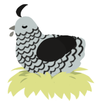 Pebbles, a silver and sable chicken with a lace pattern