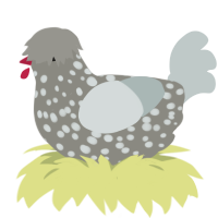 A ash and silver chicken with a speckle pattern