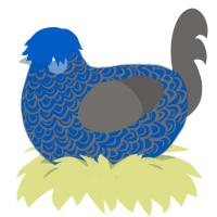Lazuli, a ultramarine and grey chicken with a double-lace pattern