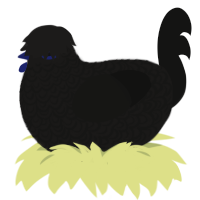 The All Knowing, a sable and black chicken with a double-lace pattern