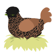A sable and brown chicken with a double-lace pattern