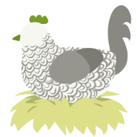 A white and ash chicken with a double-lace pattern