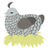 Storm, a silver and grey chicken with a lace pattern