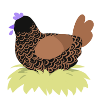 Milka, a black and brown chicken with a double-lace pattern