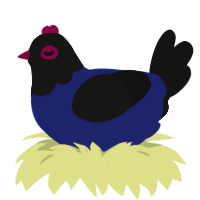 Indigo, a navy and black chicken with a head pattern