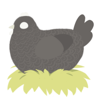 A grey chicken with a double-lace pattern