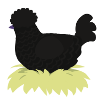 Fawn Antlers, a black and sable chicken with a lace pattern