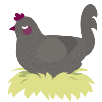 A grey chicken with a double-lace pattern