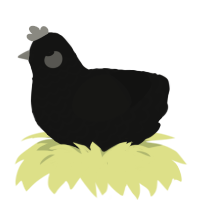 Black Xmas, a black chicken with a lace pattern