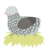 The Pebble, a silver and grey chicken with a lace pattern