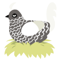 A grey and white chicken with a lace pattern
