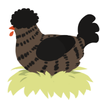 Joseph, a bark and sable chicken with a bar pattern