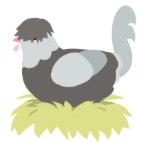 A grey and silver chicken with a head pattern