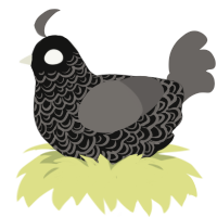 A black and grey chicken with a double-lace pattern