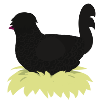 A black and sable chicken with a double-lace pattern
