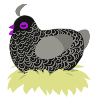A black and ash chicken with a double-lace pattern
